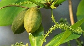 Lá bàng non: Thần dược chữa trị nhiều thứ bệnh