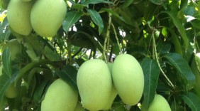 Xoài Yên Châu sắp được xuất khẩu sang Úc