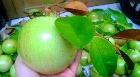 Chọn những thực phẩm này, mẹ Việt yên tâm về nguồn gốc