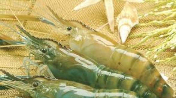 Úc mở cửa lại cho mặt hàng tôm tươi tẩm ướp