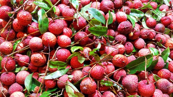 Chiếu xạ 1,2 tấn vải xuất khẩu sang thị trường Australia