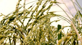 Những tiêu chuẩn nông sản cần có khi xuất khẩu sang Mỹ