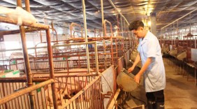 Thúc đẩy xuất khẩu sản phẩm chăn nuôi
