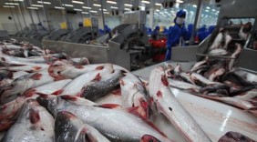 Bộ NN&PTNT sẽ quảng bá mạnh cá tra, thủy sản