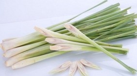 9 tác dụng chữa bệnh bất ngờ từ cây sả