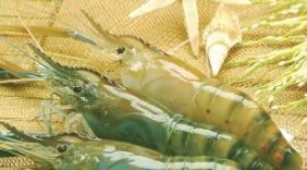 Úc mở cửa lại cho mặt hàng tôm tươi tẩm ướp