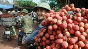 Xuất khẩu 15.000 tấn vải thiều tươi sang Trung Quốc