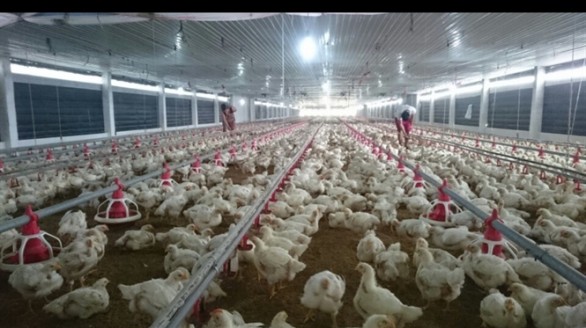 Nhiều cơ hội mở ra cho xuất khẩu gia cầm Việt Nam