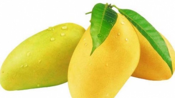Trái xoài chống say sóng, say tàu xe