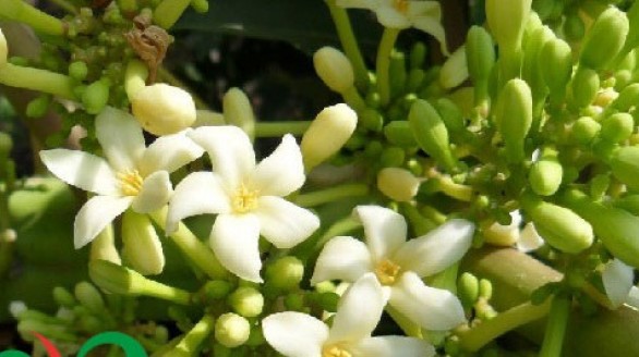 Bài thuốc chữa ho hiệu quả của hoa đu đủ