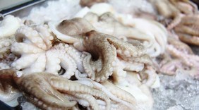 Xuất khẩu mực, bạch tuộc sang thị trường Hàn Quốc nhiều triển vọng