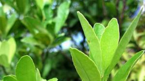 Vị thuốc từ lá chanh