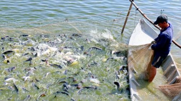 Sắp có Hội chợ cá tra và các sản phẩm thủy sản tại Hà Nội