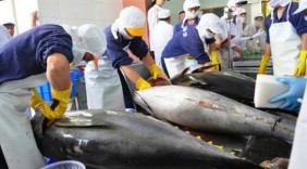 Xuất khẩu cá ngừ sang thị trường Pháp nhiều triển vọng