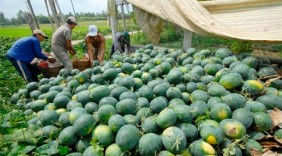 Phát triển thương mại khu vực phía Nam - bài 3: Thắt chặt kết nối cung cầu