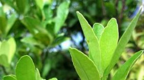 Vị thuốc từ lá chanh