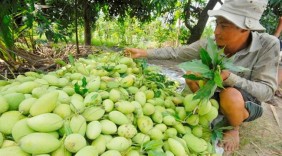 Phát triển thương mại khu vực phía Nam - bài 2: Gia nhập thị trường bán lẻ nước ngoài