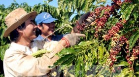 Xuất khẩu của Việt Nam sang Algeria tăng cao