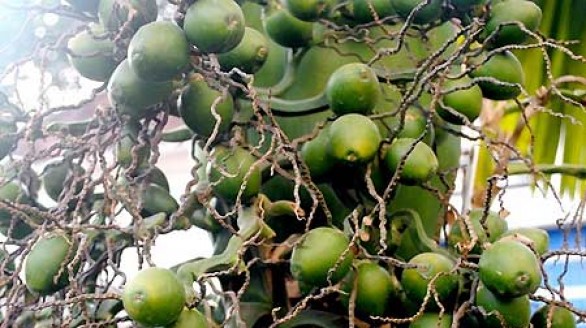 Công dụng chữa bệnh không ngờ của cau