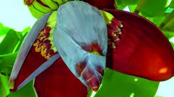 Hoa chuối chống trầm cảm