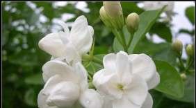 Bài thuốc dân gian chữa bệnh cực hiệu quả từ hoa nhài