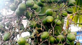 Công dụng chữa bệnh không ngờ của cau
