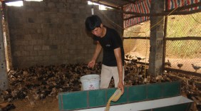 Khởi nghiệp từ 300 con gà