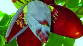 Hoa chuối chống trầm cảm