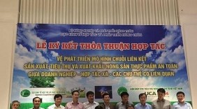 Thí điểm mô hình liên kết sản xuất, tiêu thụ nông sản an toàn