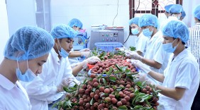 Thúc đẩy xuất khẩu rau, quả