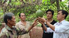 Cử nhân 8X làm giàu nhờ sản xuất tinh dầu, son môi từ gấc