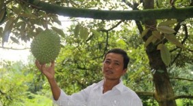 Thu về 1 tỷ đồng/vụ nhờ sầu riêng