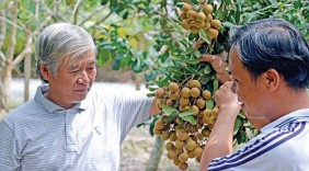 Xoài tượng, nhãn, chanh leo Sơn La chuẩn bị 
