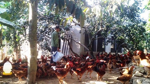 Làm giàu thành công từ nuôi gà thả đồng