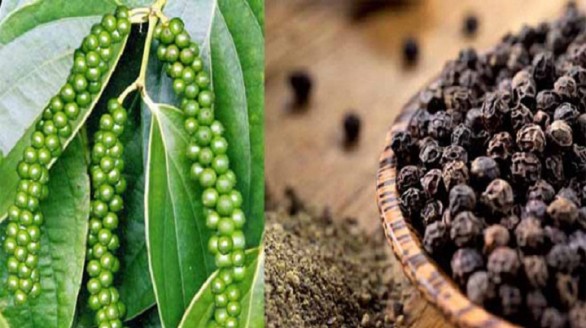 Vị thế của hồ tiêu Việt Nam đang rất vững chắc trên thế giới
