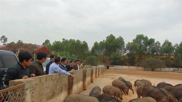 Lão nông lập nghiệp nuôi lợn rừng thành công