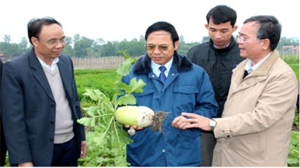 Rau an toàn Việt Long - Ngát xanh cánh đồng nông thôn mới