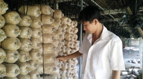 Khởi nghiệp thành công từ nấm bào ngư sạch, thu gần nửa tỷ đồng/năm