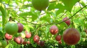 Việt Nam có tiềm năng, lợi thế hàng đầu về chanh leo