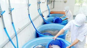 Tăng cơ hội thực phẩm Việt vào Mỹ