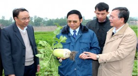 Rau an toàn Việt Long - Ngát xanh cánh đồng nông thôn mới