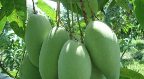 Xoài Việt Nam chính thức được vào thị trường Mỹ