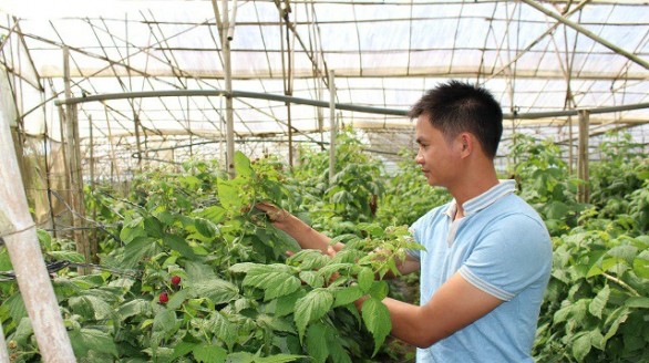 Bỏ lương 7 triệu, về quê trồng 