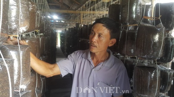 Làm giàu ở nông thôn: Kiếm hơn nửa tỷ từ trồng nấm sạch