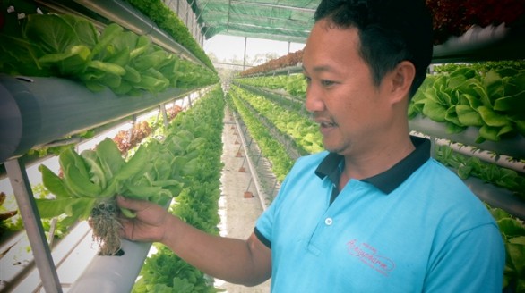 Khởi nghiệp thành công từ chọn mô hình rau thủy canh để