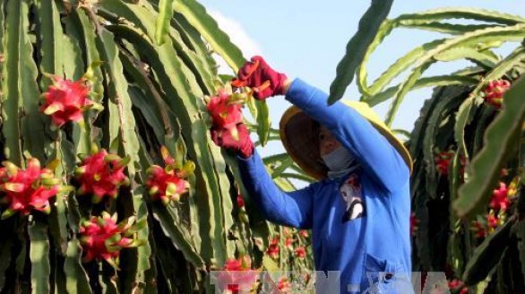 Xuất khẩu rau quả thu 