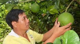 Đáng nể mô hình trồng bưởi da xanh thu hơn 1 tỷ đồng/năm
