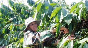 Nhà nông tỷ phú ở Kon Tum