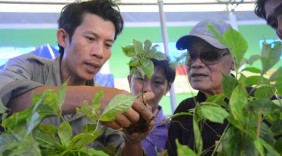 Phiên chợ sâm Ngọc Linh đầu năm thu về 2,9 tỷ đồng
