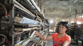 Làm giàu ở nông thôn: Nuôi chim cút, đút túi 2 triệu đồng/ngày